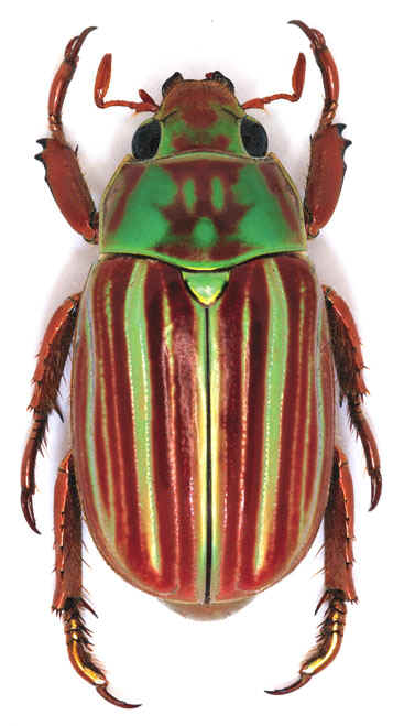 Chrysina_quetzalcoatli.jpg (74046 bytes)