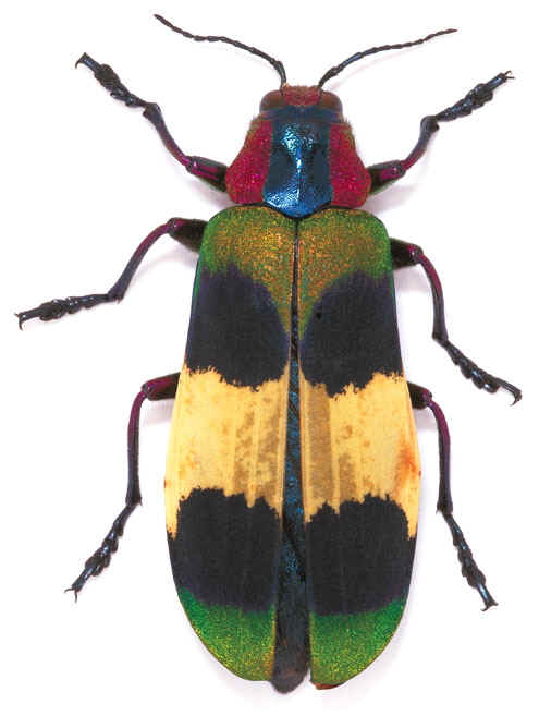 Chrysochroa_corbetti.jpg (70736 bytes)