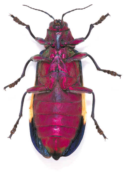 Chrysochroa_corbetti2.jpg (70937 bytes)