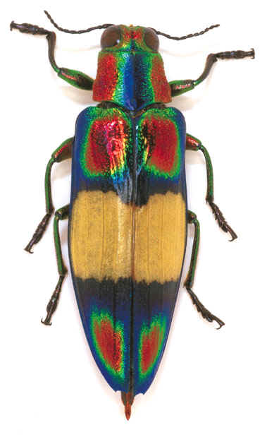 Chrysochroa_ephippigera.jpg (61360 bytes)