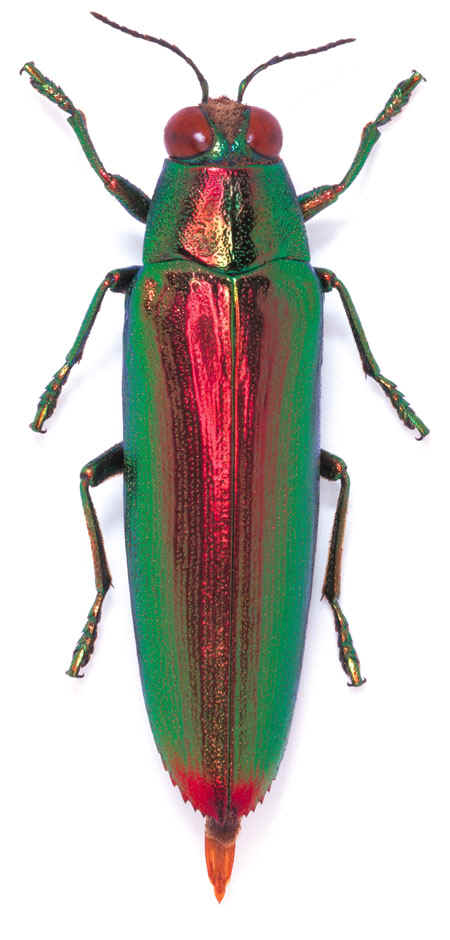 Chrysochroa_variabilis.jpg (90049 bytes)